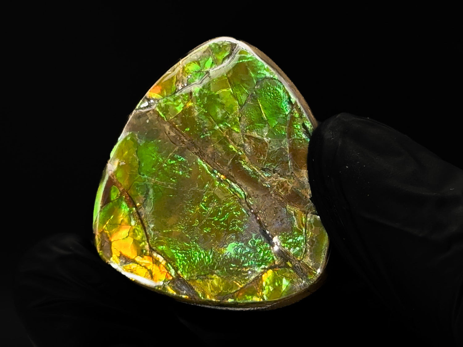 Ammolite