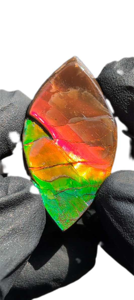 Ammolite 05