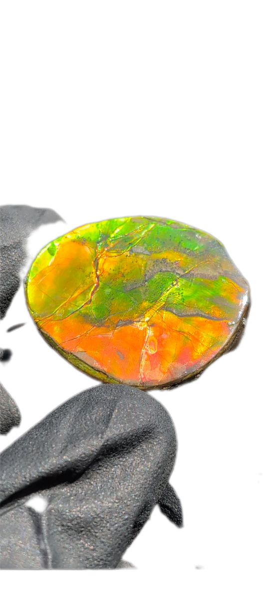 Ammolite 04