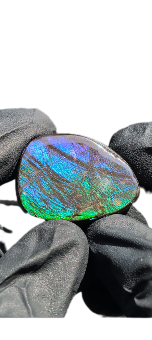 Ammolite 03