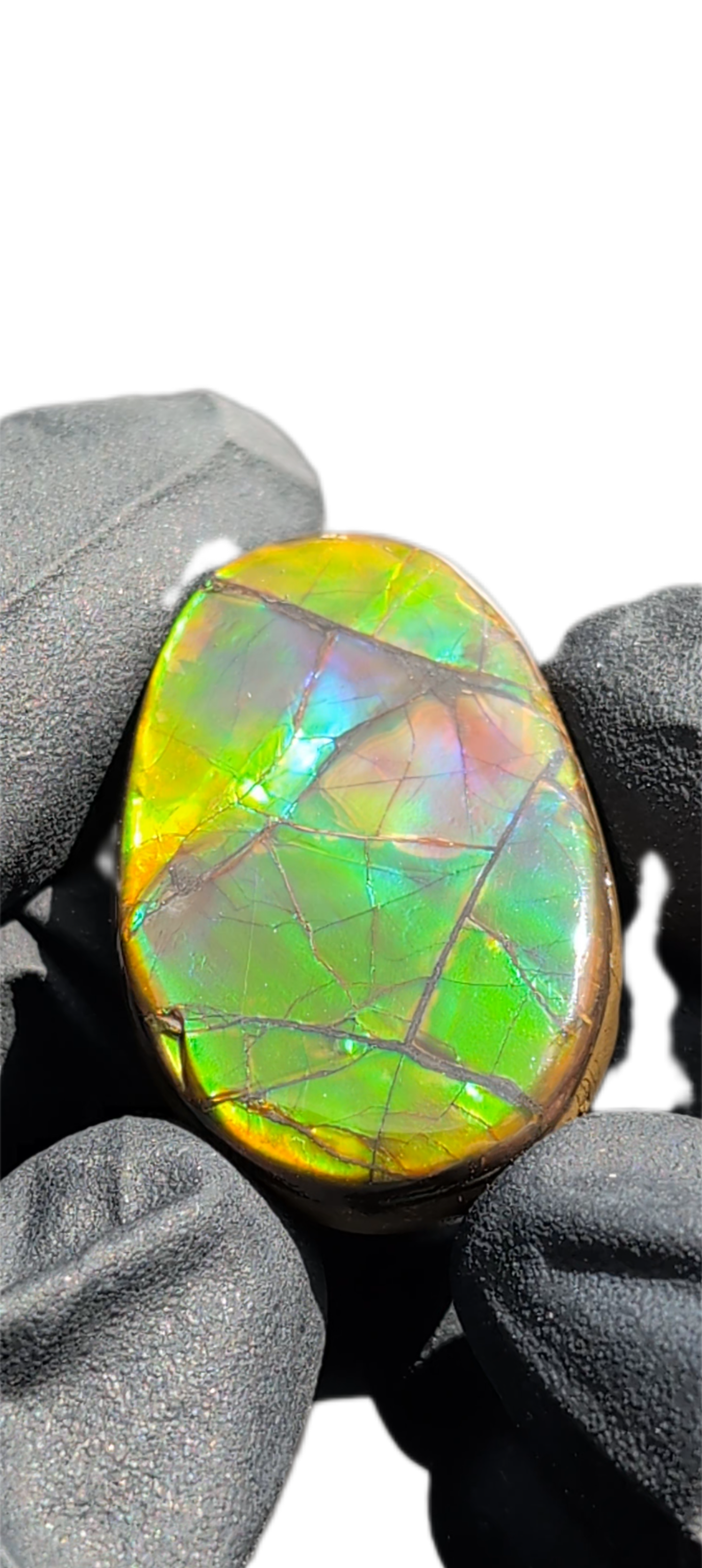 Ammolite 06