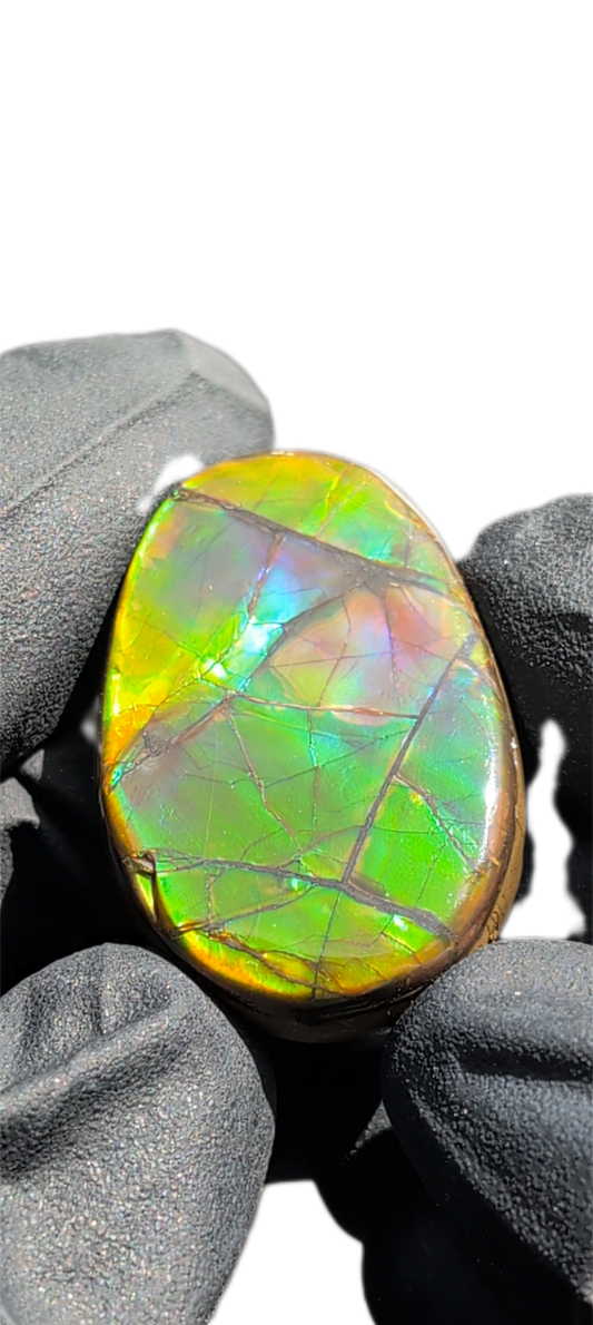 Ammolite 06