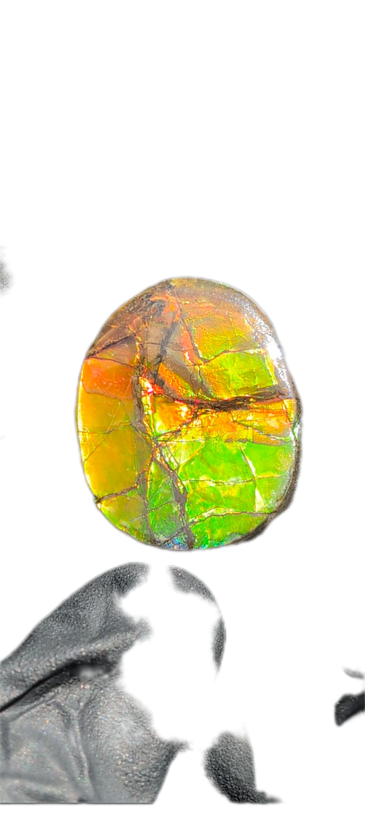 Ammolite 02