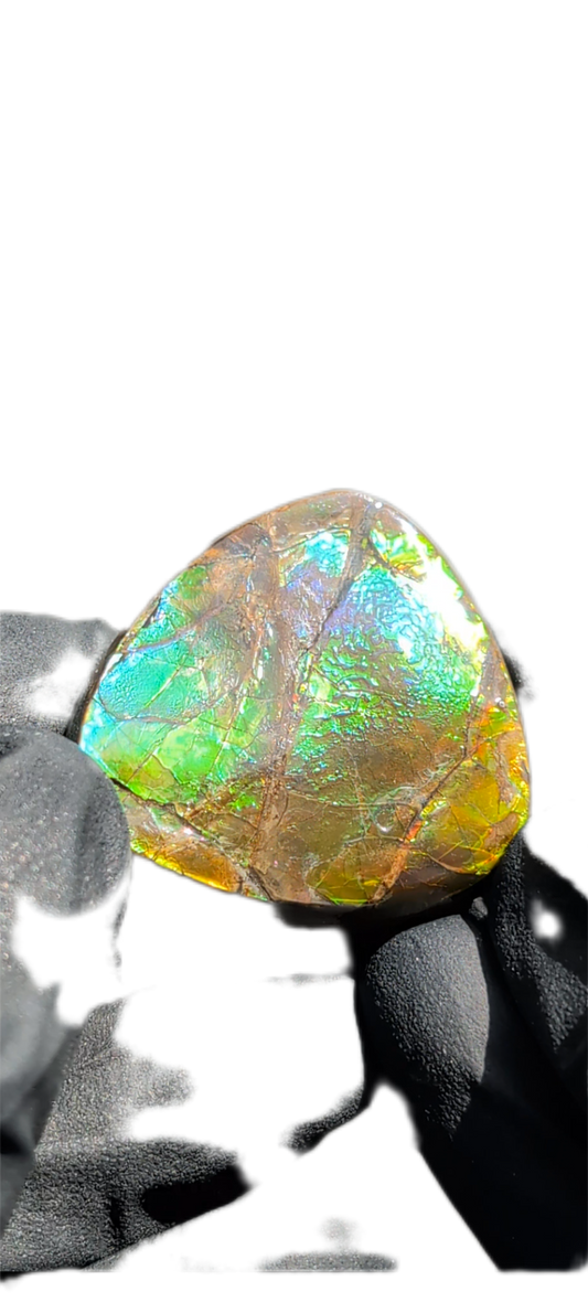 Ammolite 01
